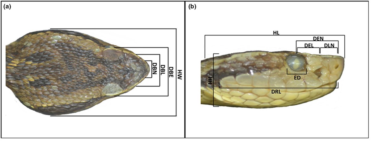 Morphological variation in the common lancehead populations: Sexual #dimorphism and #ontogenetic patterns - read the paper for FREE via …lpublications.onlinelibrary.wiley.com/share/RWJ7STUB… @WileyEcolEvol