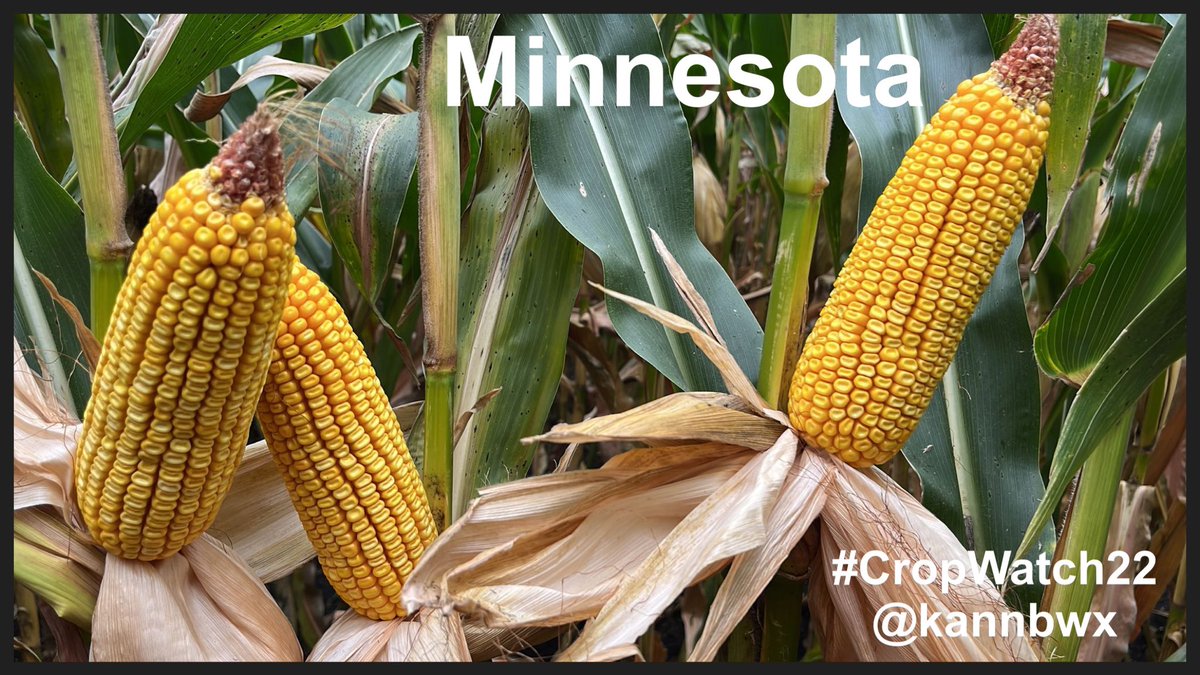 kannbwx's tweet photo. #CropWatch22 #corn in W Illinois could be harvested this week, though Nebraska will be another 2-3 weeks and Minnesota prob a bit after that. As of Monday, Kansas corn is the only one of 22 Crop Watch fields to be harvested (3 weeks ago - poor results). https://t.co/cmXbHBUIkB