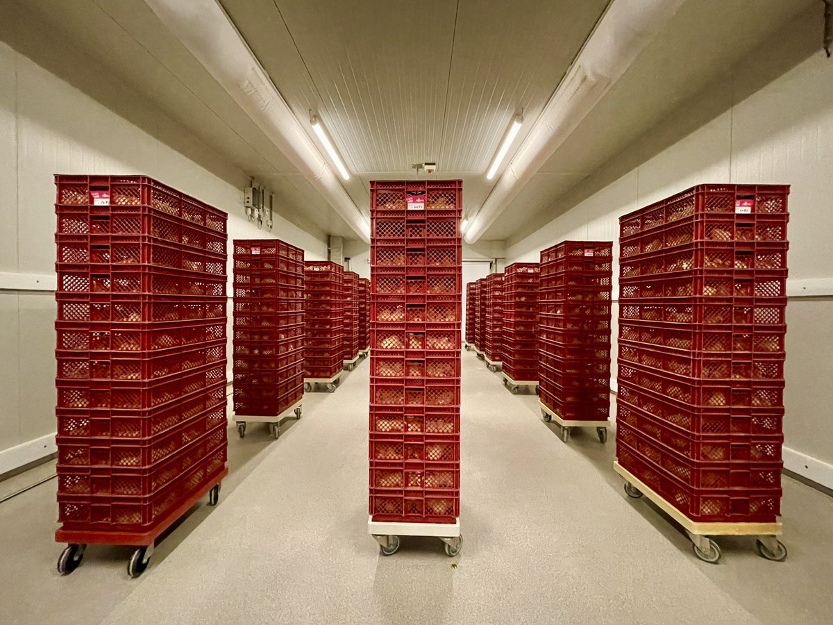 #Trots dat we afgelopen week weer een nieuw koppel kerngezonde legkuikens hebben kunnen opleveren bij #broederij Het Anker! Uitgekomen na selectie met onze #Ella machine. Zo gaaf en slechts het begin! #impact #inovosexing #eendagshaantjes #inovo #inovonl #innovatie #pluimvee