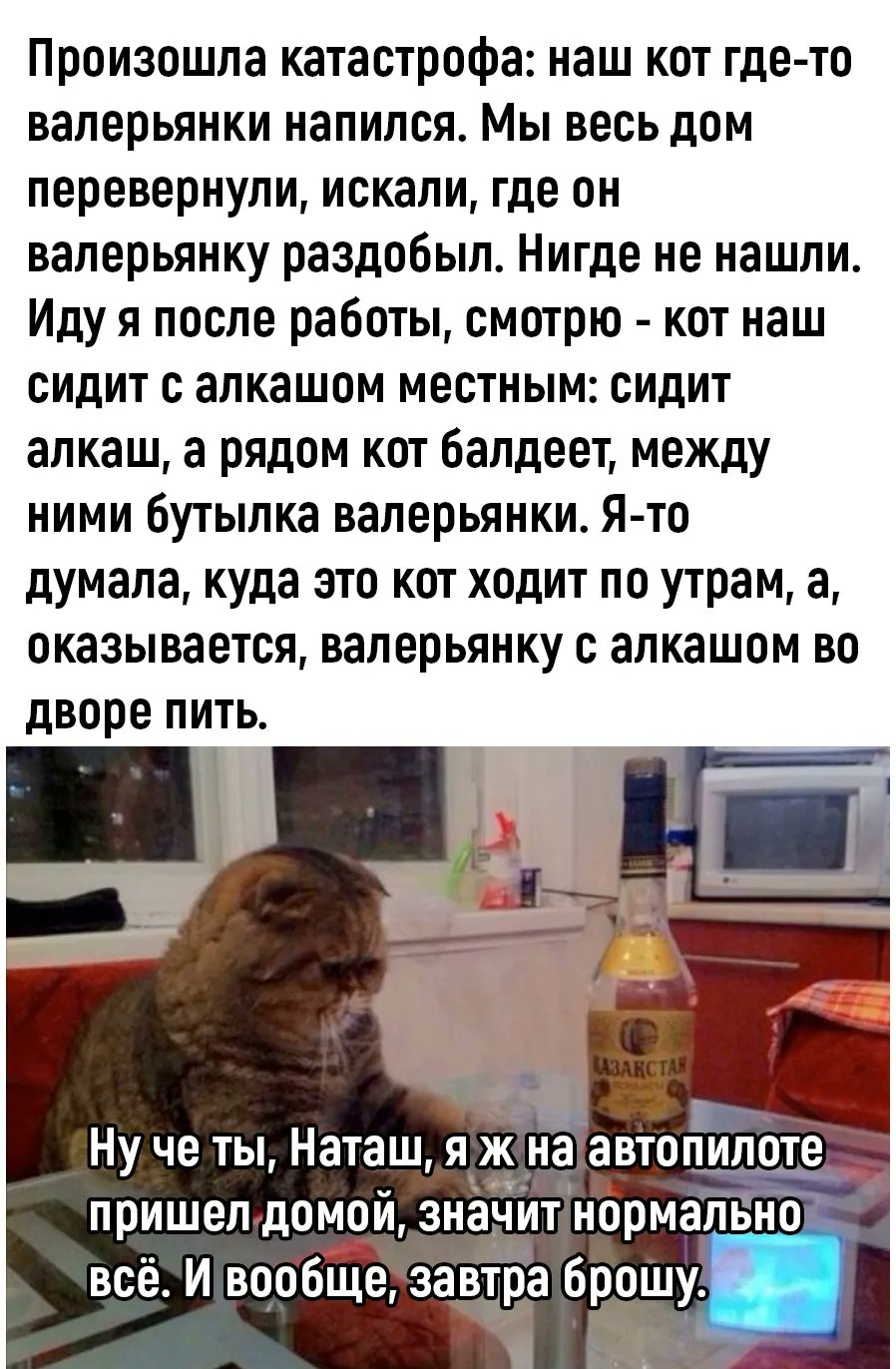 Кот алкоголик горе в семье