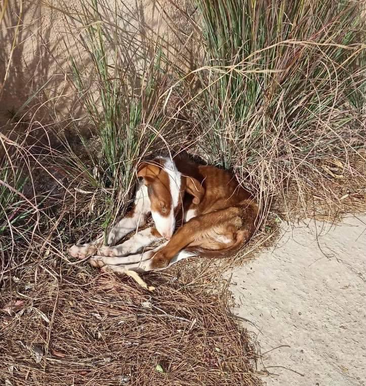 aGOSaGATs's tweet photo. El @PSOE quiere dejar fuera de la ley de protección animal a los perros de caza. Sr. @sanchezcastejon los perros que unos usan para la caza, son los PERROS que otros tenemos en CASA.    @gpscongreso os vais a poner del lado de los maltratadores?? #PSOENiUnSoloPerroAtras https://t.co/3SgW1PUBzE