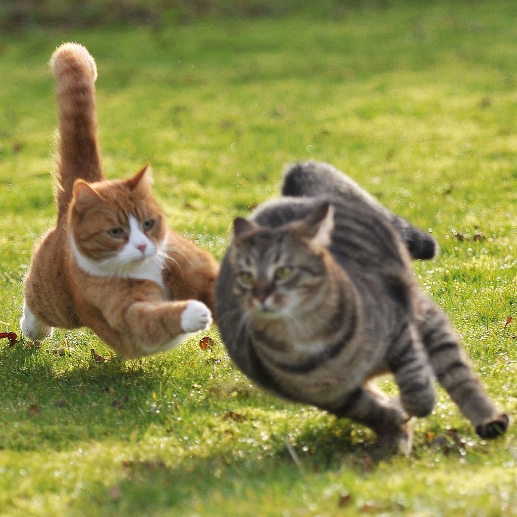 Коты дерутся смешно