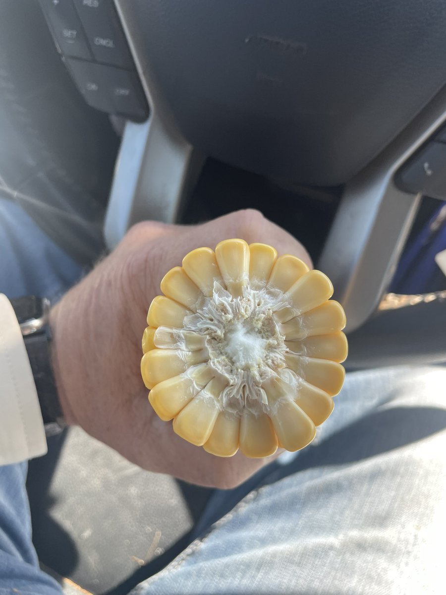 Late planted P0908AML is packing some kernel depth.