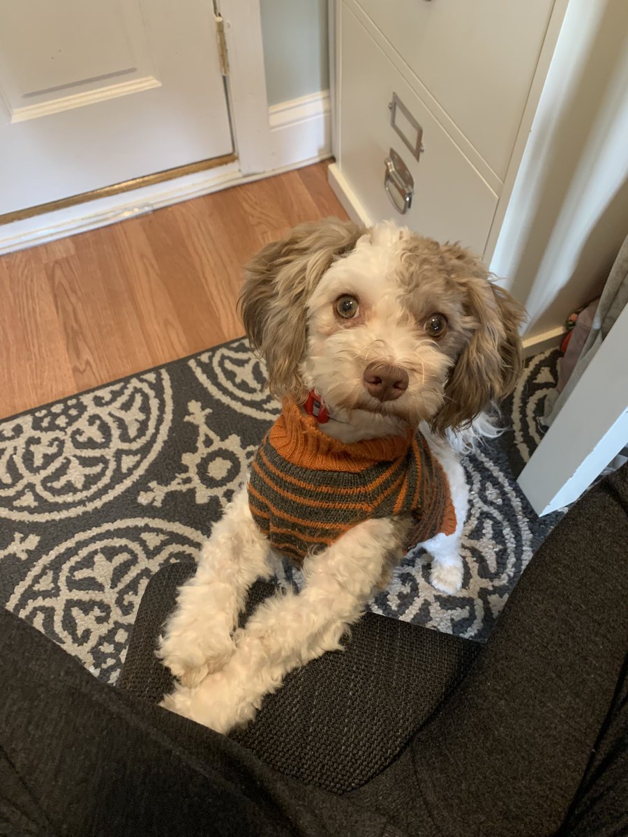 Carly_Dutra's tweet photo. It’s sweater season https://t.co/M8fHWgw8cE