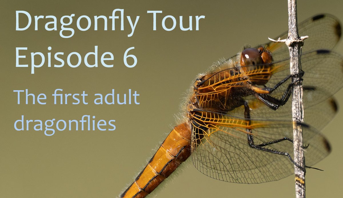 The next episode of the Dragonfly Tour, my project to see all of the GB odonata species in 2022
I see my 1st adult Dragonflies of the years at <a href="/DawsHallNature/">Daws Hall Nature Reserve</a> Scarce - Broad Bodied Chasers

youtu.be/CmodALOqIg0

<a href="/BDSdragonflies/">British Dragonfly Society</a> <a href="/RoyEntSoc/">Royal Entomological Society</a> <a href="/amentsoc/">AES - amentsoc.org</a> @PondRiverStream <a href="/insectweek/">Insect Week</a>
