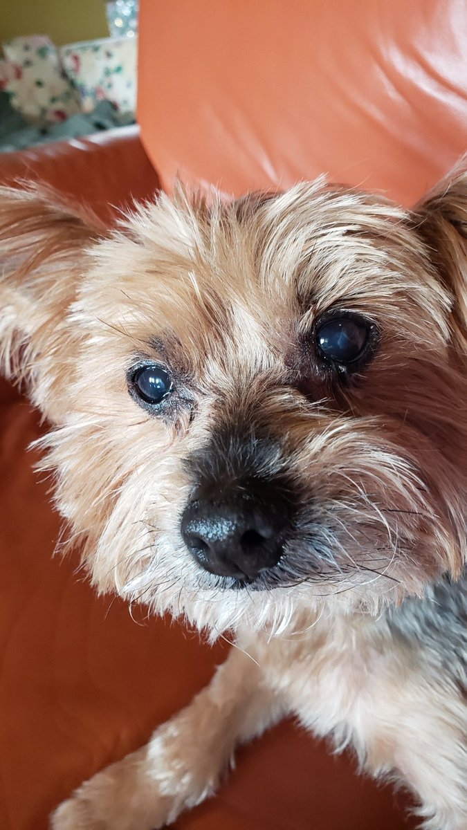 Neosketsu's tweet photo. Had to say goodbye to my best friend this morning. We took her in when she really needed us, but it turned out that I needed her just as much. I hope you're at peace now, my little miss. I love you so much, Gracie. ❤❤❤ https://t.co/tzEoi0s2FJ