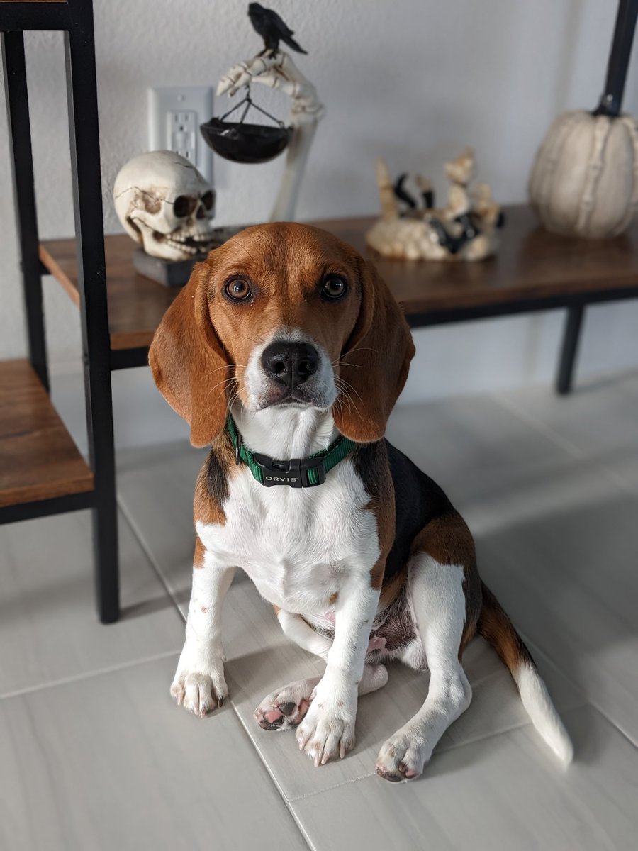 DiannaBates's tweet photo. @beaglefacts meet our newest member of the family, Baron 🐾 https://t.co/jU5x441TBt