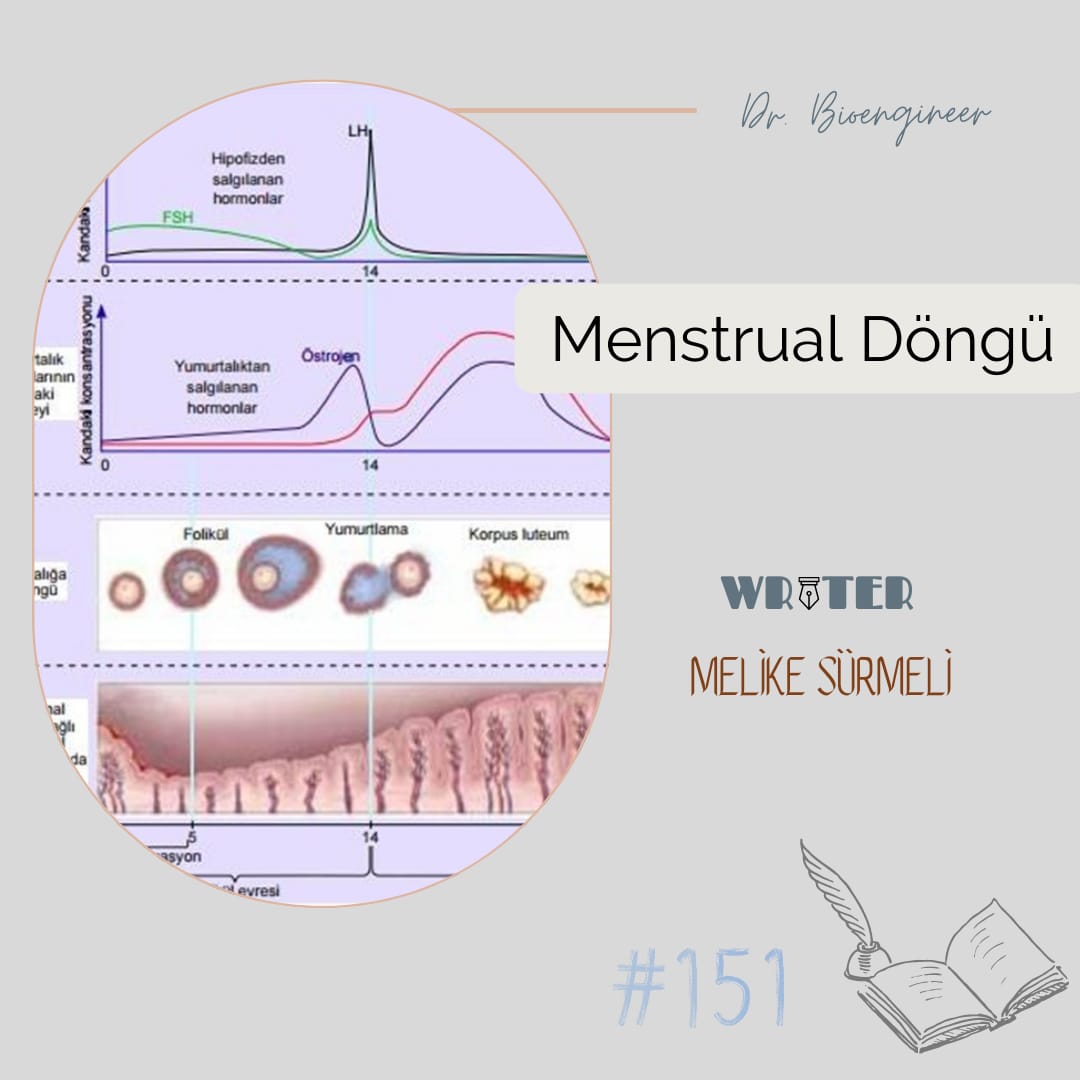 🖋️Yıldız Teknik Üniversitesi'nden Melike Sürmeli'nin "Menstrual Döngü" adlı yazısı sizlerle... 🖋️📑
#ytü
#biyomühendislik