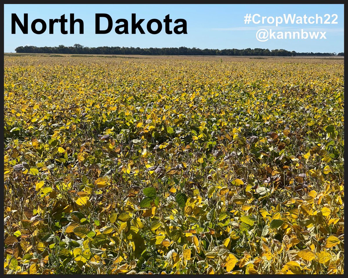 kannbwx's tweet photo. #Soybeans in South Dakota could be cut this week, and the #CropWatch22 fields in Minnesota and Nebraska are likely for next week. Will be a little longer in North Dakota since planting was late, but yields there could be a hair better than expected - still very TBD though. https://t.co/R8Jm9B68pv