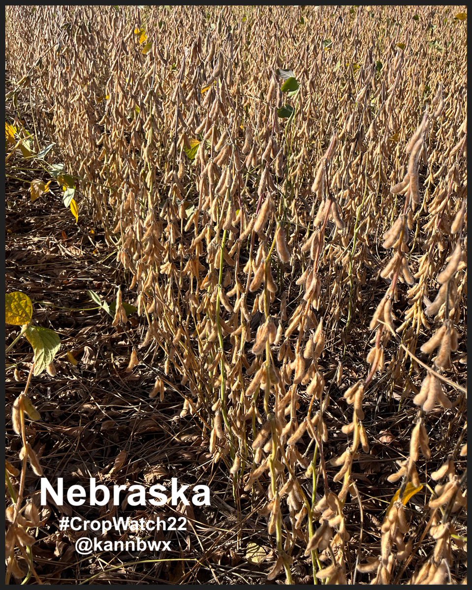 kannbwx's tweet photo. #Soybeans in South Dakota could be cut this week, and the #CropWatch22 fields in Minnesota and Nebraska are likely for next week. Will be a little longer in North Dakota since planting was late, but yields there could be a hair better than expected - still very TBD though. https://t.co/R8Jm9B68pv
