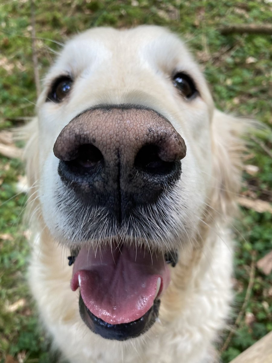 DoggyWalkerUK's tweet photo. Boop the snoot! Lovely Marshall π #boopthesnoot #boop #goldenretriever #Mondayvibes #dogslife #lovedogs #doglover #dogwalker #dogwalks #dogwalking #dogoftheday #professionaldogwalker #lovemyjob #bestjob #wargrave #henley #henleyonthames #ruscombe #thedoggywalker #dogsoftwitter https://t.co/2zCtZ31iYe