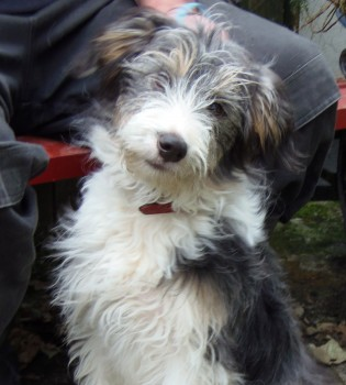 millypod1's tweet photo. PUPPY HOME SAFE. THANKS FOR RT's 😊🐕🐾

🆘22 SEPT 2022 #Lost #PUPPY
Bearded Collie Male 
Carrick Dog Shelter.
#Inniskeen #CountyMonaghan #Ireland
SIGHTINGS PLZ**
https://t.co/6CQtX8W9rn https://t.co/P0eotOWLOU