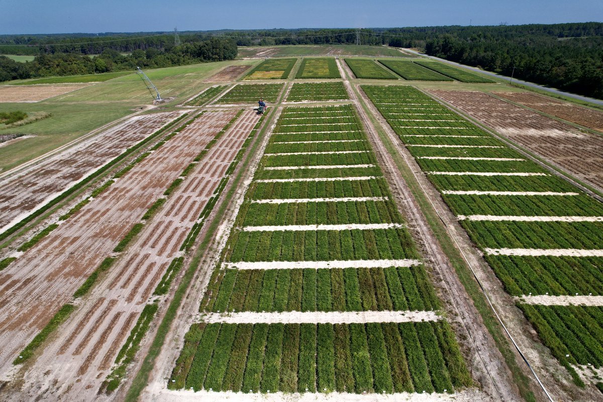 UGA colleagues are blowin and goin ahead of the storm…In other news, Leaf spot and Rust pressure in 🥜are perfect for #Provysol research