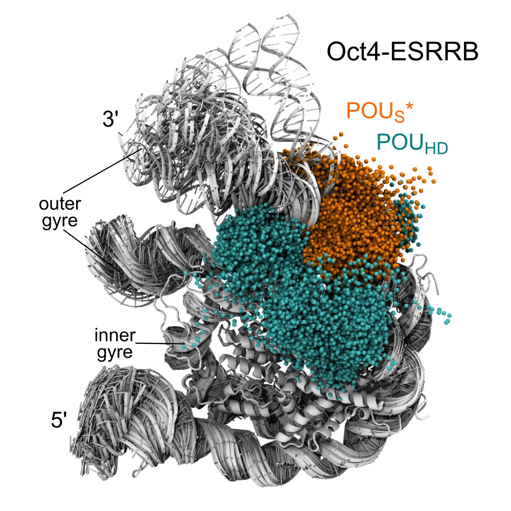 Caitlin M. MacCarthy (@seemaccarthy) on Twitter photo Ever wonder what transcription factors look like in action?
Our study sheds light on the interplay between Oct4, histone tails, and nucleosomal DNA. Thanks <a href="/cojocarulab/">Vlad Cojocaru</a> <a href="/janhuemar/">Jan Huertas</a> & all authors!
#allyouratomsareshowing #multidomainsTFshavemorefun(ctions)
doi.org/10.1093/nar/gk… Ever wonder what transcription factors look like in action?
Our study sheds light on the interplay between Oct4, histone tails, and nucleosomal DNA. Thanks <a href="/cojocarulab/">Vlad Cojocaru</a> <a href="/janhuemar/">Jan Huertas</a> & all authors!
#allyouratomsareshowing #multidomainsTFshavemorefun(ctions)
doi.org/10.1093/nar/gk…