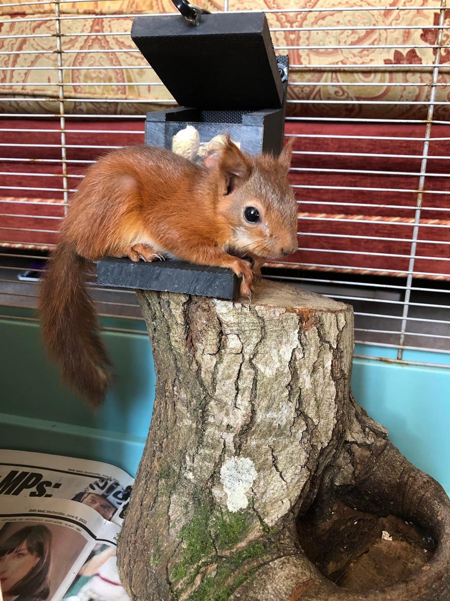 We are very happy to announce that rescued red ‘Jill’ has turned yet another positive on her journey to recovery 👏 After loosing part of her toe Jill’s wound has healed very well. Not long to go and she’ll hopefully be released back into the wild 🤞🐿 #nature #cumbria