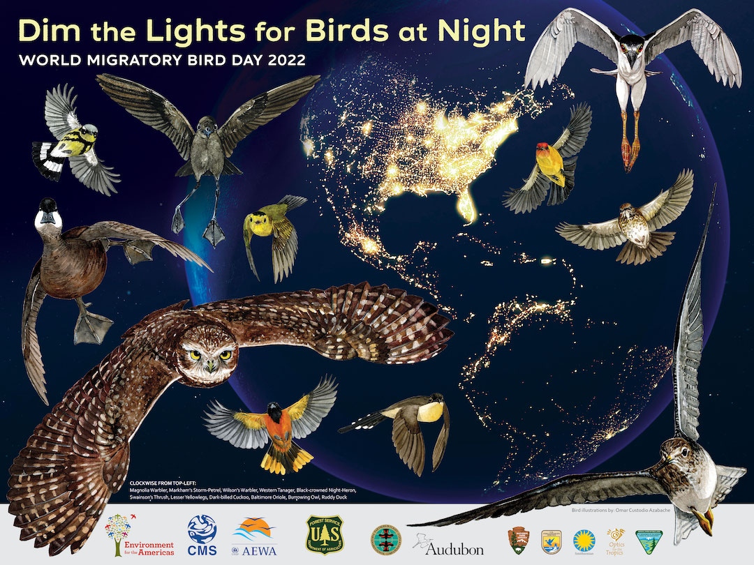 Birds Caribbean tweet media