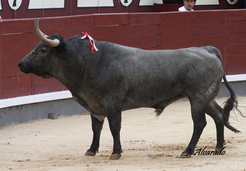 Dominguillos's tweet photo. Ayer Escolar echó un torazo, duro como una piedra, q no se dejó torear en ningún momento. En otras circunstancias, con un torero inspirado, pone la plaza boca abajo con cinco muletazos. Y, oye, lidiándose tropecientos mil toros por temporada “nobles y manejables”, a mí me vale. https://t.co/FKHoB6LaZo