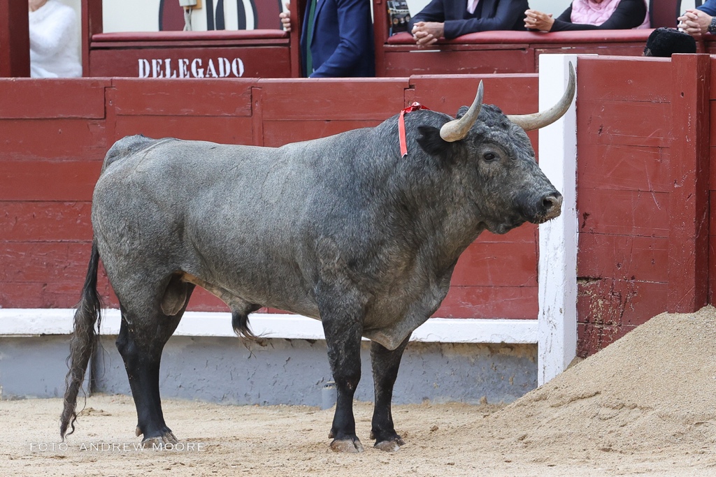Dominguillos's tweet photo. Ayer Escolar echó un torazo, duro como una piedra, q no se dejó torear en ningún momento. En otras circunstancias, con un torero inspirado, pone la plaza boca abajo con cinco muletazos. Y, oye, lidiándose tropecientos mil toros por temporada “nobles y manejables”, a mí me vale. https://t.co/FKHoB6LaZo