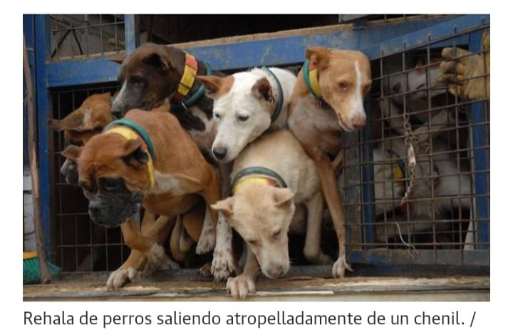 redsolidariapr1's tweet photo. Los más vulnerables no pueden estar fuera de la ley 
#PSOENiUnSoloPerroAtras @PSOE @sanchezcastejon @gpscongreso https://t.co/krgDFuJ68s