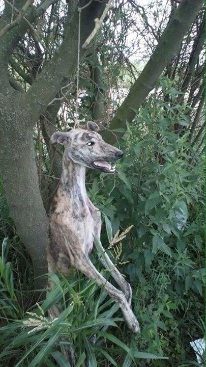PuertesMaria's tweet photo. .@PSOE .@sanchezcastejon 
.@gpscongreso 
#PSOENiUnSoloPerroAtras los perros maltratados y abandonados por los cazadores son los que más protección necesitan por parte de un gobierno que les desampara y es totalmente indiferente a su sufrimiento. https://t.co/iu8vkobGDQ