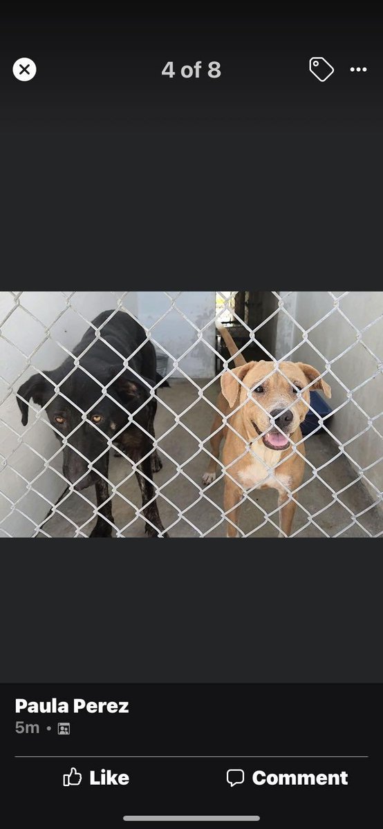 RealPaulMueller's tweet photo. 🆘Bonded labs will watch one another die. They take comfort in one another so will be euthanized together. No calls to save 2 adult gray muzzles that are ever so sweet. Text 410.608.2195 Corpus Christi, South Texas area #dogs #adopt #rescue @chortletown @rollca49 @Daniel_Logan https://t.co/Y7Ymg6RAUs