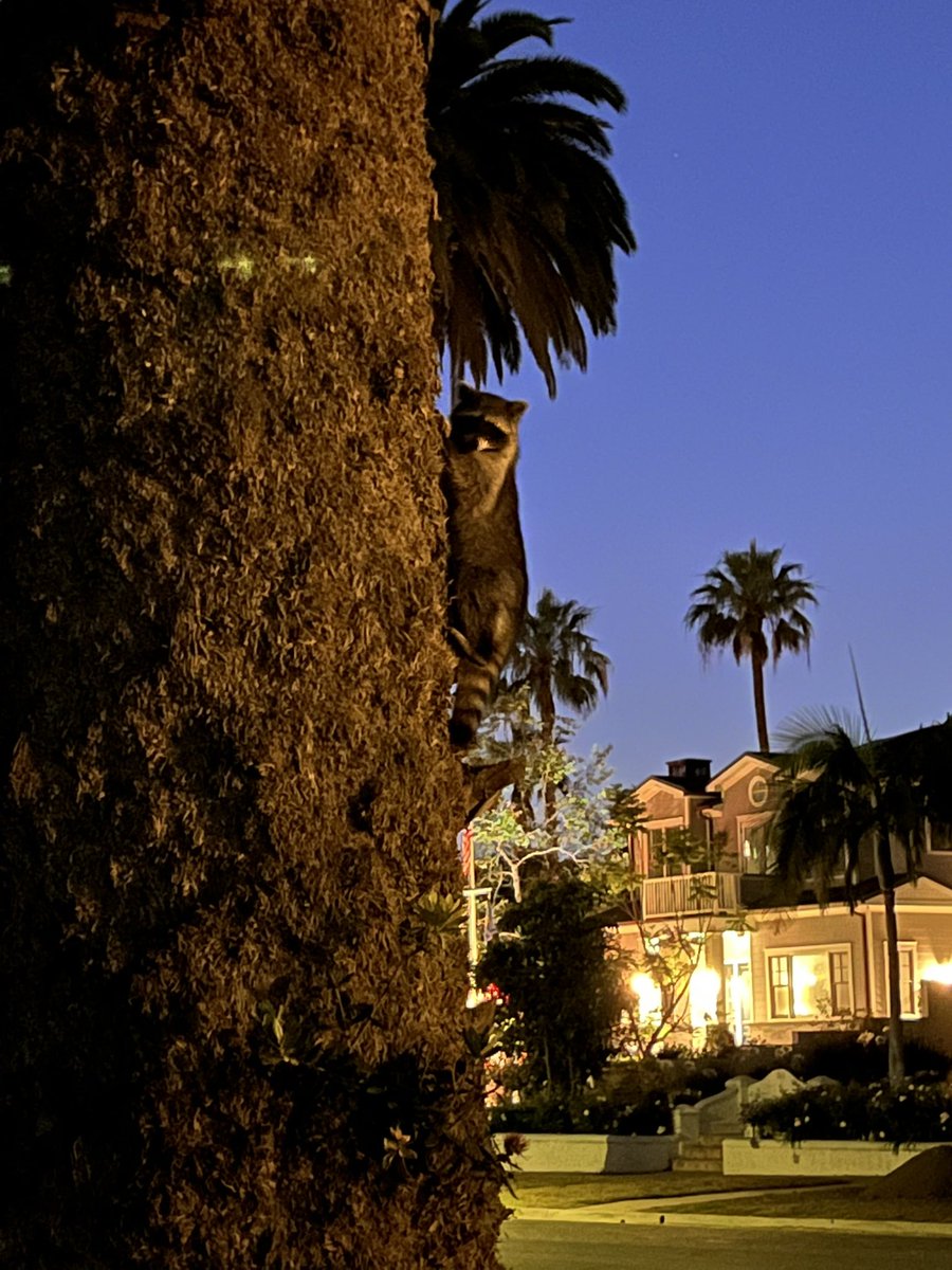 Maxnwil's tweet photo. @AstroDaria Picture 1: raccoon climbing a palm tree in a bougie neighborhood

Picture 2: the boldest raccoon I’ve ever seen, at JPL https://t.co/alKuXHRgmd