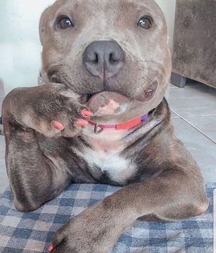 pupsmember tweet picture