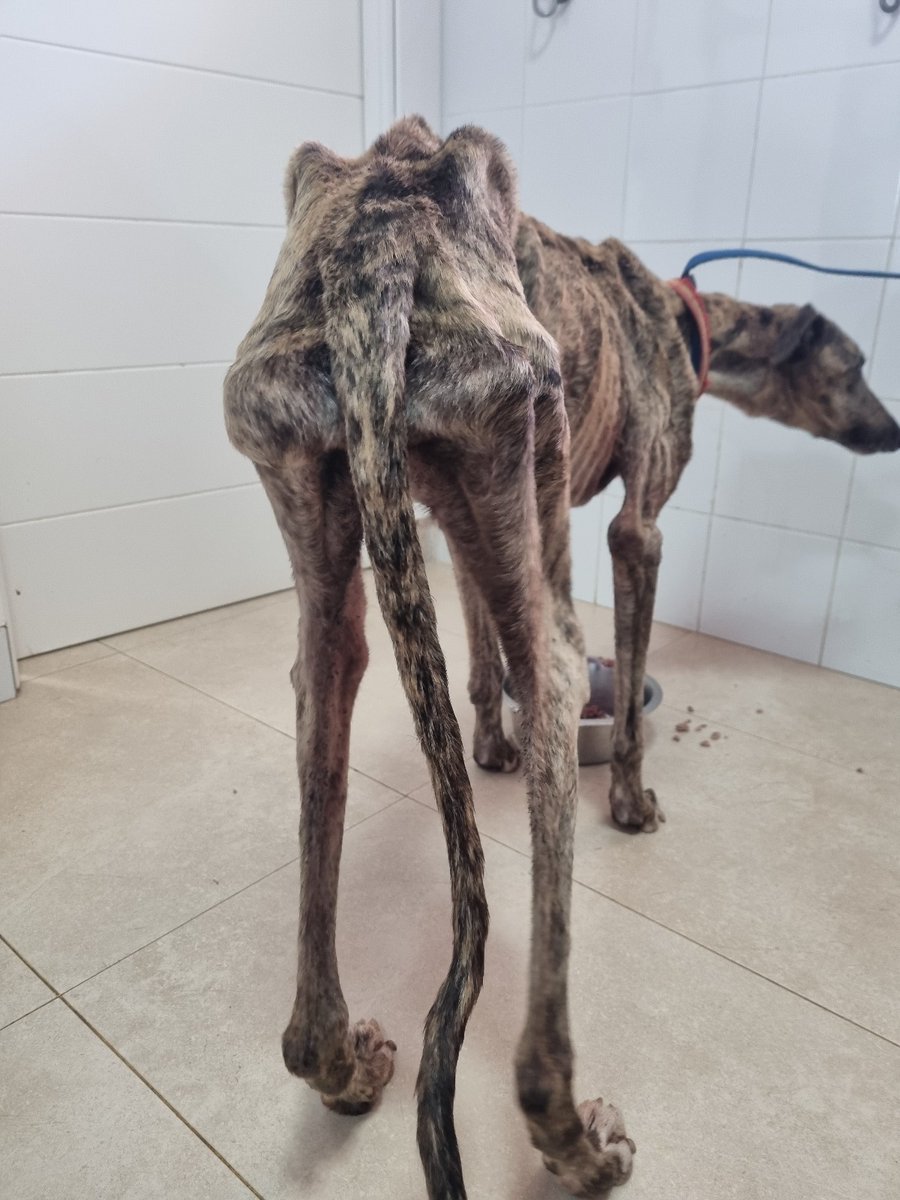 lourdes_h9's tweet photo. Muchos de los perros desechos de la caza en España, se adoptan en Europa, hay muchas asociaciones especializadas en ellos en varios países.
Eso no les avergüenza?
3 de cada 4 perros que se abandonan son de caza

@PSOE 
@gpscongreso 
@sanchezcastejon 
#PSOENiUnSoloPerroAtras https://t.co/ZAji8xQeCG