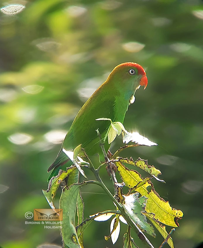 Ornithvacations~ Birding & Wildlife Holidays tweet media