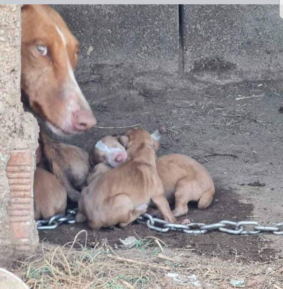 Oooooh, que monos son💓💓
A no, espera, estos no, a estos los puedes, colgar, mutilar, apalear, disparar...
Al PSOE le parece bien.
#PSOENiUnSoloPerroAtras <a href="/PSOE/">PSOE</a> <a href="/sanchezcastejon/">Pedro Sánchez</a> <a href="/gpscongreso/">PSOE Congreso</a>