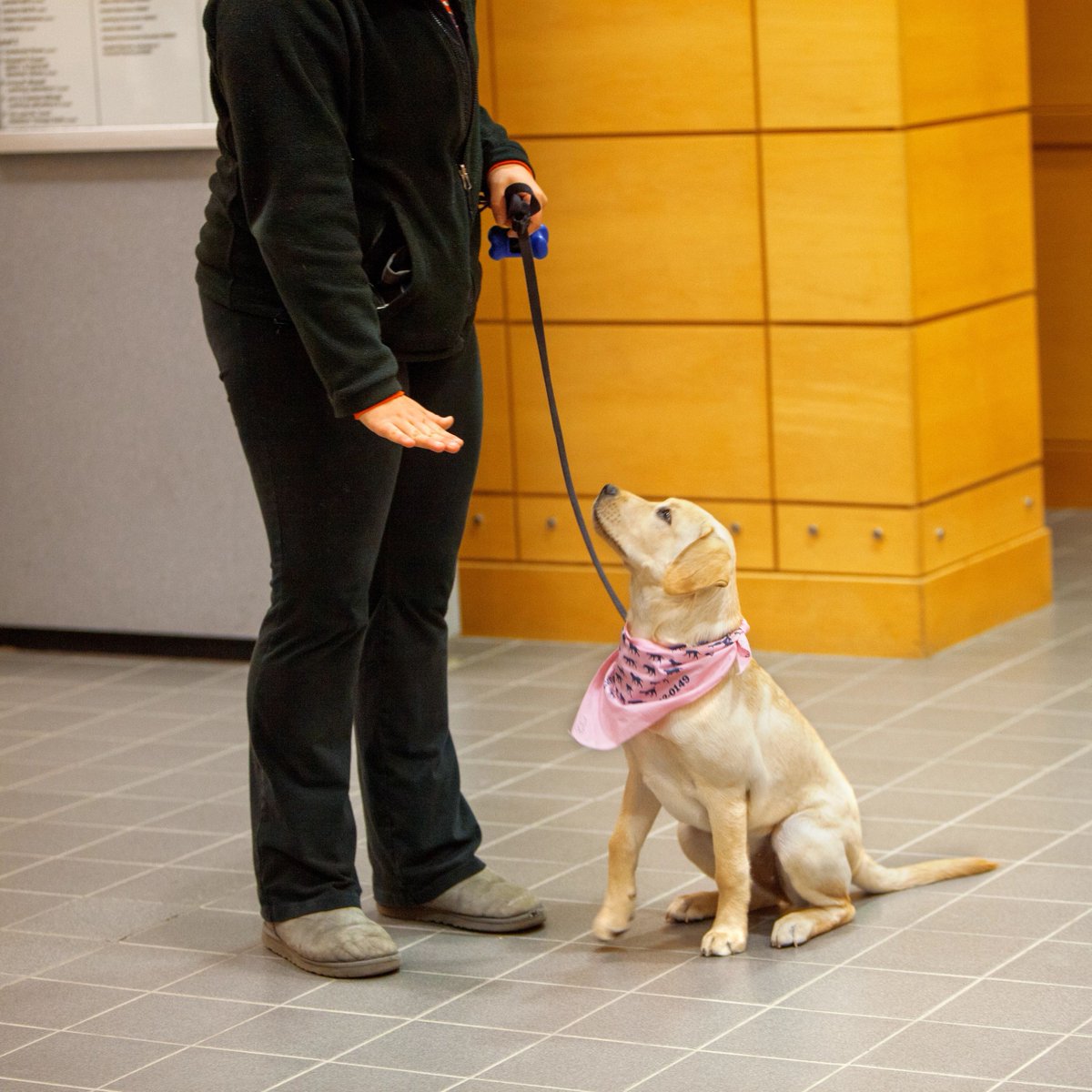 cornelldogs's tweet photo. It's National Service Dog Month! DYK specially-trained dogs provide essential support to people who are deaf or hard of hearing — learning how to recognize the sounds of doorbells, knocks, sirens, phones, smoke alarms and other important sounds in their human's daily environment. https://t.co/5oNC10FNxF