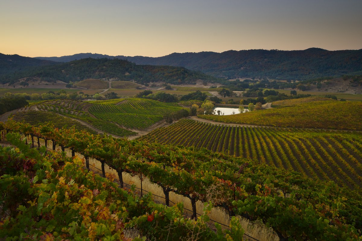 Located in the northeastern hills of Napa Valley, our Dollarhide Estate Ranch is a valley within a valley and has 1,530-plus acres. Produce the full-bodied, robust cabernet sauvignon and distinctive sauvignon blanc wines upon which St. Supéry’s reputation was built.
