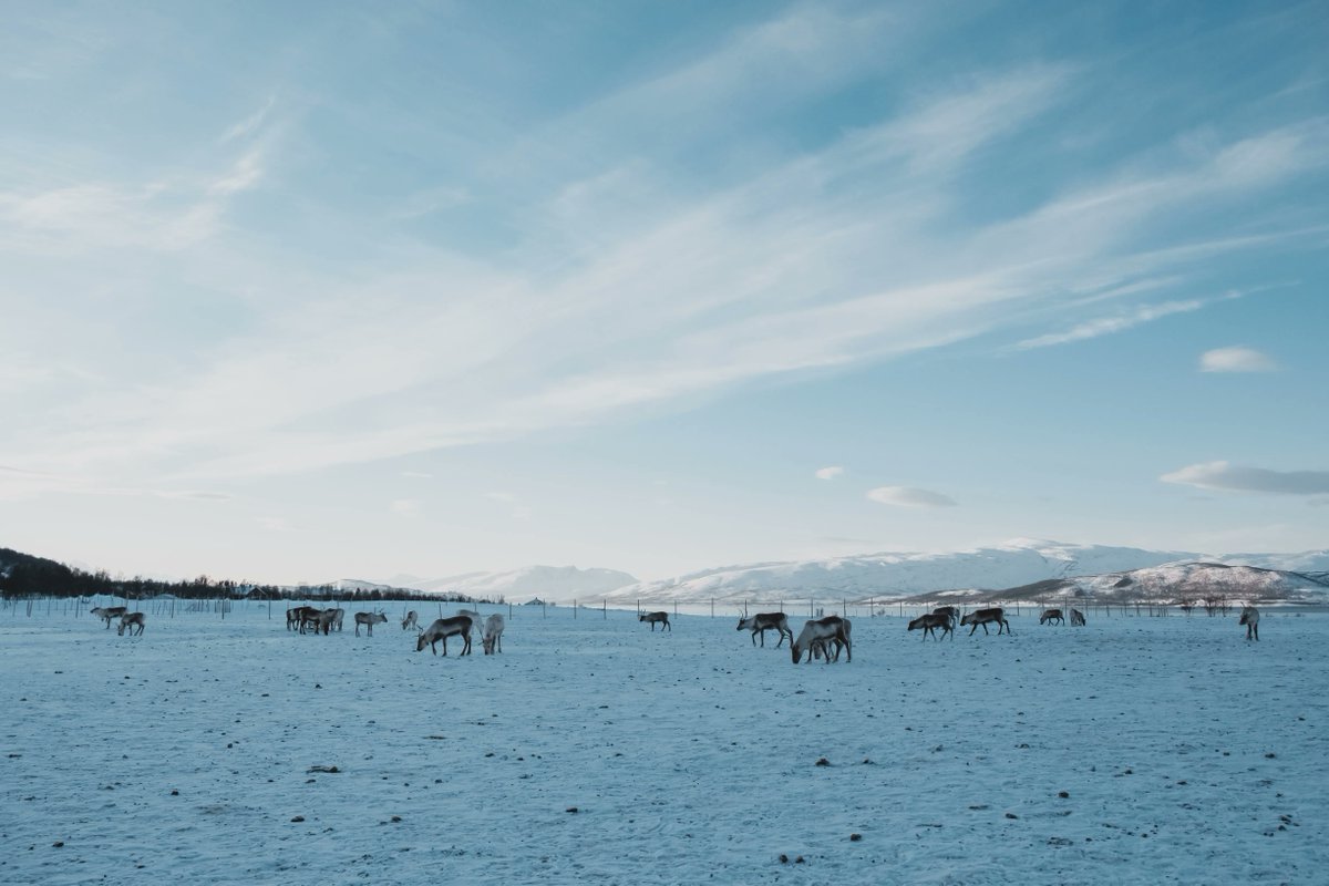 arcticdatactr's tweet photo. Today is #MicroclimateMonday. Read Wytske Kuiper's work to learn more about why microclimates in Tromsø, Norway are an important display of changing climate conditions in the Arctic! Check it out: https://t.co/vroVLk6SAl https://t.co/UpixE9Pfd2