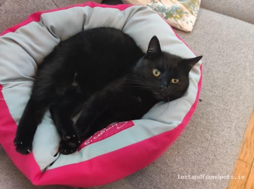 A female cat was lost on 07/06/2022 in The Top Road, Stragelliff, #H12 Ek46 lostandfoundpets.ie/webujm #lpie