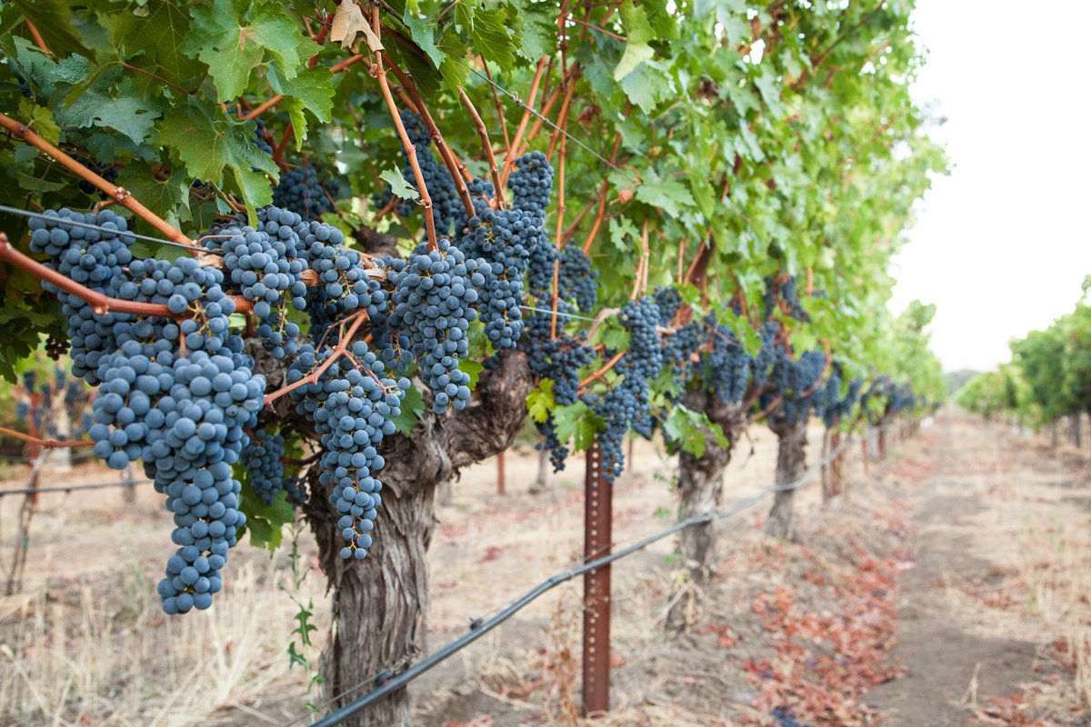 Great wine begins in the vineyard. Our crews continue working and picking throughout the month to bring you the next vintage. 🍇🍷 #Harvest2022 #2022Vintage