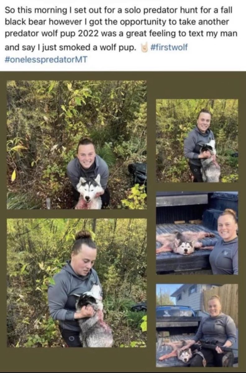 spencer 🦈 on Twitter: "Montana’s wolf hunting season is still two
