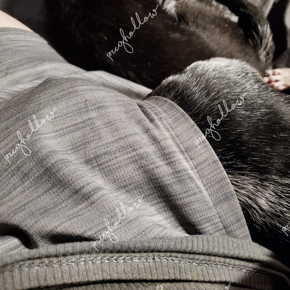 PugHollow's tweet photo. Pocket Ozzy is hiding from Monday. #MondayMuttness #MondayMood #PocketDog #OzzyPawsbourne https://t.co/Ne7yrRBdXu