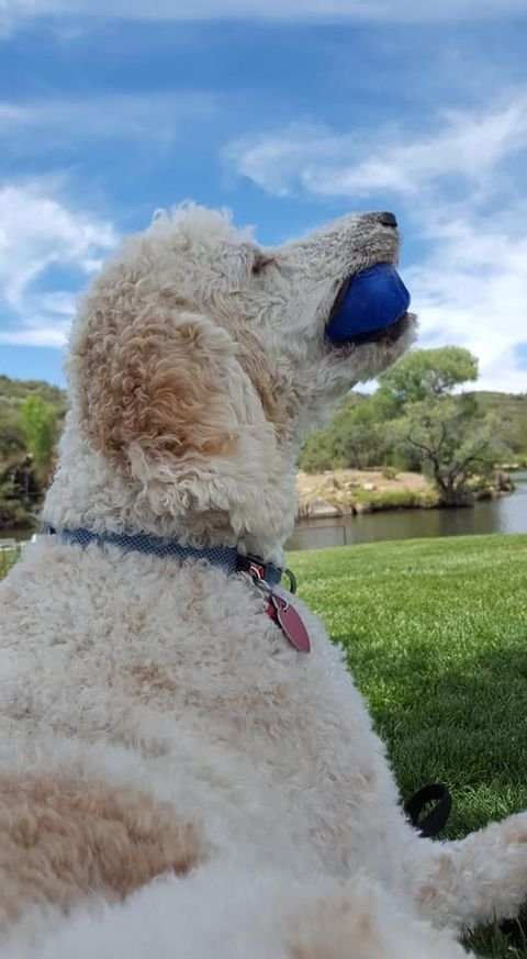 ColdNosesNews's tweet photo. All dogs have a prey drive! Learn the tips for mitigating that natural behavior from our friends at Mobility Service Dogs - West Coast Project!
https://t.co/2Y0uLXpmhT.
#DogBehavior
#DogBehaviorModification
#Dogs
#TheMoreYouKnow
#BlogPost https://t.co/QqROVlSlGf