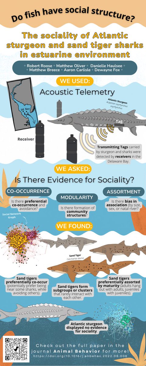 DogSandFishGirl's tweet image. Hot off the press!
Are you interested in what is potentially (by far) the largest study of its kind to study the potential for social dynamics in marine fish? Check out our infographic summary and the full paper here: 
 doi.org/10.1016/j.anbe…