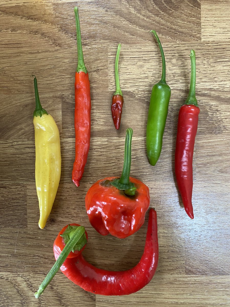 BACK AVAILABLE Chilli Ketchup 🌶🌶 Chilli Oil 🌶 FRESH CHILLIES Aji Lemon 🌶 Cayenne 🌶Biquinho 🌶 Guajillo 🌶 Poblano 🌶 Jalapeño 🌶 Serrano 🌶 Chile De Arbol 🌶 Trinidad Moruga Scorpion  🌶 Carolina Reaper Chillies 🌶 Ltd Stock redmie.sumup.link