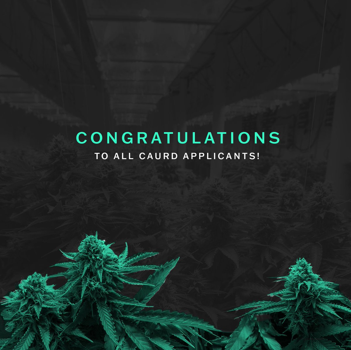 CAURD (Conditional Adult-Use Retail Licensees) applications close at 11:59pm today (9/26) according to the OCM website. Congratulations to all those who took this major step and applied. This is just the beginning 💚

#thisisny #growingindustry