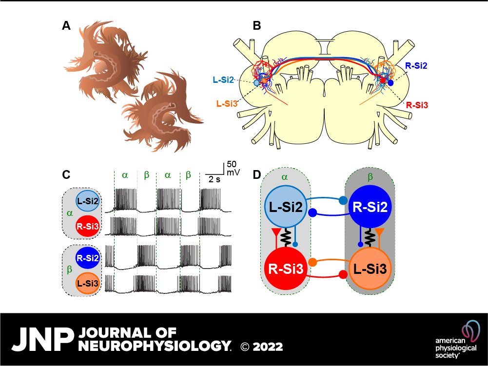 JNeurophysiol's tweet photo. 🔓#FreeArticleOfTheWeek "Bursting emerges from the complementary roles of neurons in a four-cell network" by Akira Sakurai &amp; Paul S. Katz
https://t.co/Qy8oLcqrtk
@akirasakurai @pskatz #rhythmogenesis #gastropod #locomotion #VoltageClamp #invertebrate #JNeurophysiol #neuroscience https://t.co/n8siR5n4vk
