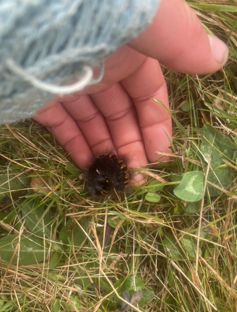 Some of the wildlife I saw whilst in Romania 🇷🇴 there is more to come ☺️#hoodedcrow #lionsmane #weevil #foxmothcaterpillar