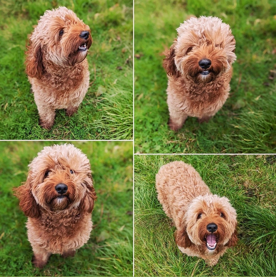 dansdogdaycare's tweet photo. Windy Indie enjoying our Blustery Monday 😘🌬️🐶🧡
#mondaymuttivation 
#dansdogdaycare #cavapoo #windy #cute #wind #cavoodle #puppy #cavapooworld #cavapoopuppy #puppylove #dog #cavapoolove #dogs #dogstagram #cavoodlepuppy #cavapoolife #puppylife #poodlemix #cavapoodaily #cavapoos https://t.co/R0SZiUl0S5