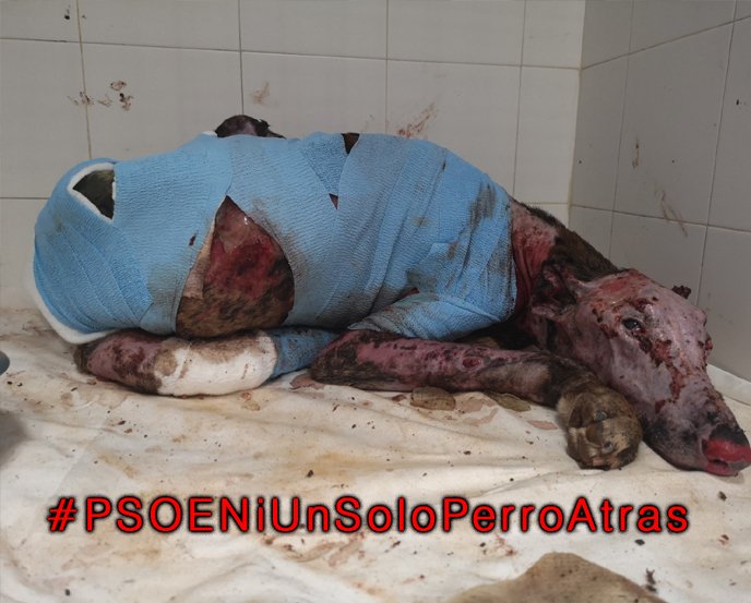 Solo una pregunta y conteste con la sinceridad de la que alardea.
PORQUE?
#PSOENiUnSoloPerroAtras <a href="/PSOE/">PSOE</a> <a href="/sanchezcastejon/">Pedro Sánchez</a> <a href="/gpscongreso/">PSOE Congreso</a>