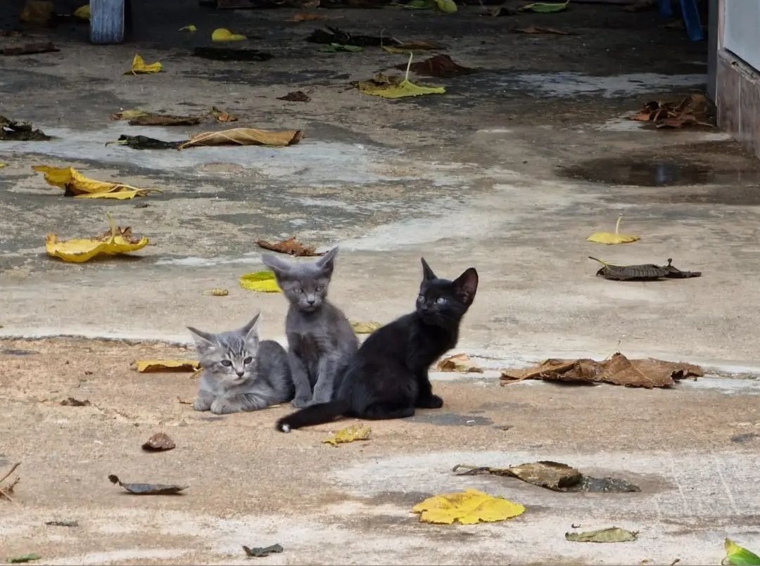 acobasamurcia's tweet photo. Estos pequeños 🐱🐈‍⬛🐾 buscan adopción responsable...

Si estás interesado, contacta con nuestro asociado #CentroVeterinarioJardínDeLaSeda:

📍Calle Olof Palme, 1 (junto a Jardín de La Seda).
📞968 94 05 93

¡Gracias! 🙏

#JuntosPorUnDistritoNorteMejor
#ACOBASAMurciaNorte https://t.co/FKCiDa18kv