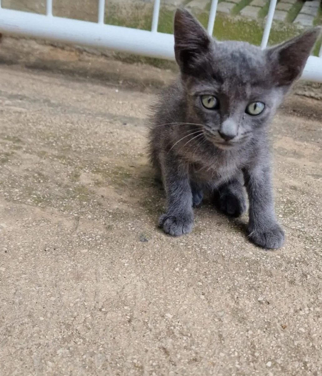 acobasamurcia's tweet photo. Estos pequeños 🐱🐈‍⬛🐾 buscan adopción responsable...

Si estás interesado, contacta con nuestro asociado #CentroVeterinarioJardínDeLaSeda:

📍Calle Olof Palme, 1 (junto a Jardín de La Seda).
📞968 94 05 93

¡Gracias! 🙏

#JuntosPorUnDistritoNorteMejor
#ACOBASAMurciaNorte https://t.co/FKCiDa18kv