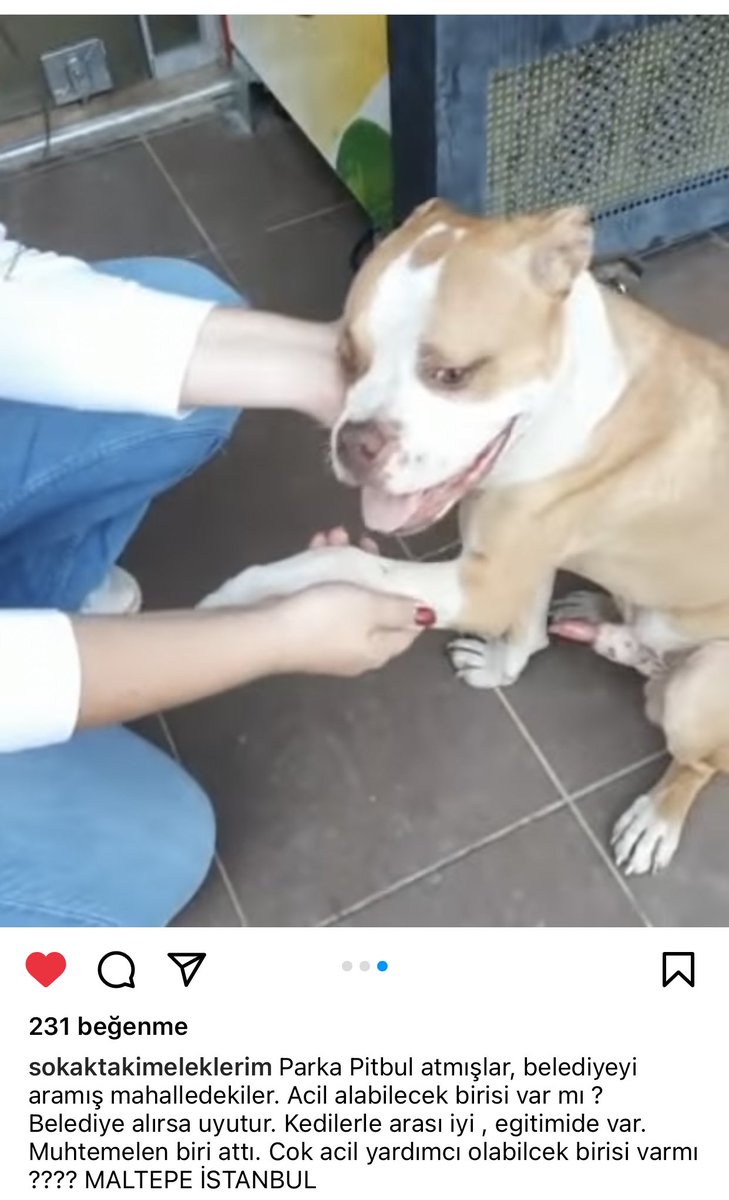 haysevkayipilan's tweet photo. YARIN BELEDİYE GELİP ALACAKMIŞ BU ÇOCUĞU😭 ölene kadar barınakta kalacak demek bu… acil yuva çıkmaz mı? https://t.co/5RQBzXDOob
