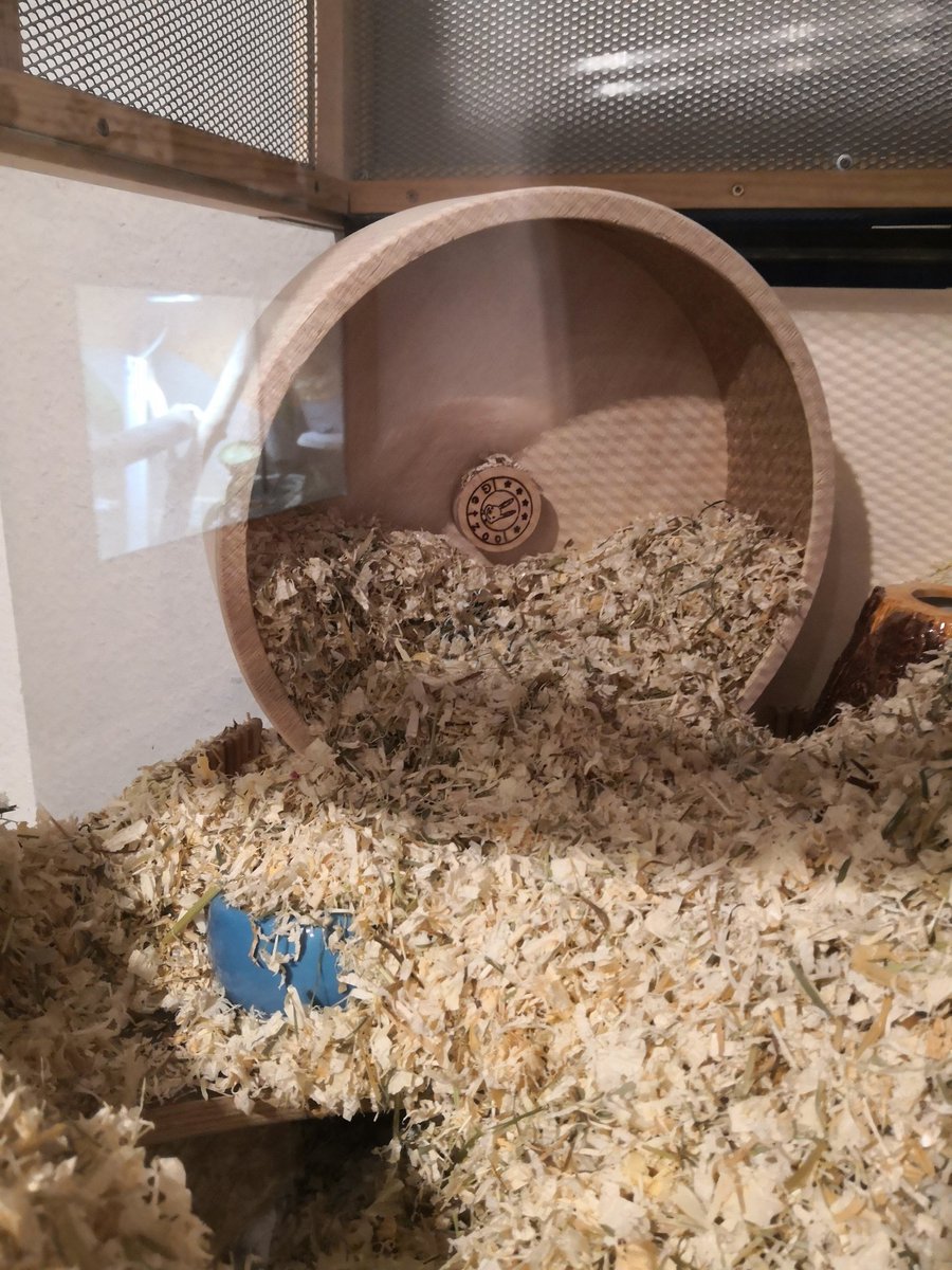 Frauchen fragt sich, ob die Mäuse evtl was gegen Bewegung haben 🤔