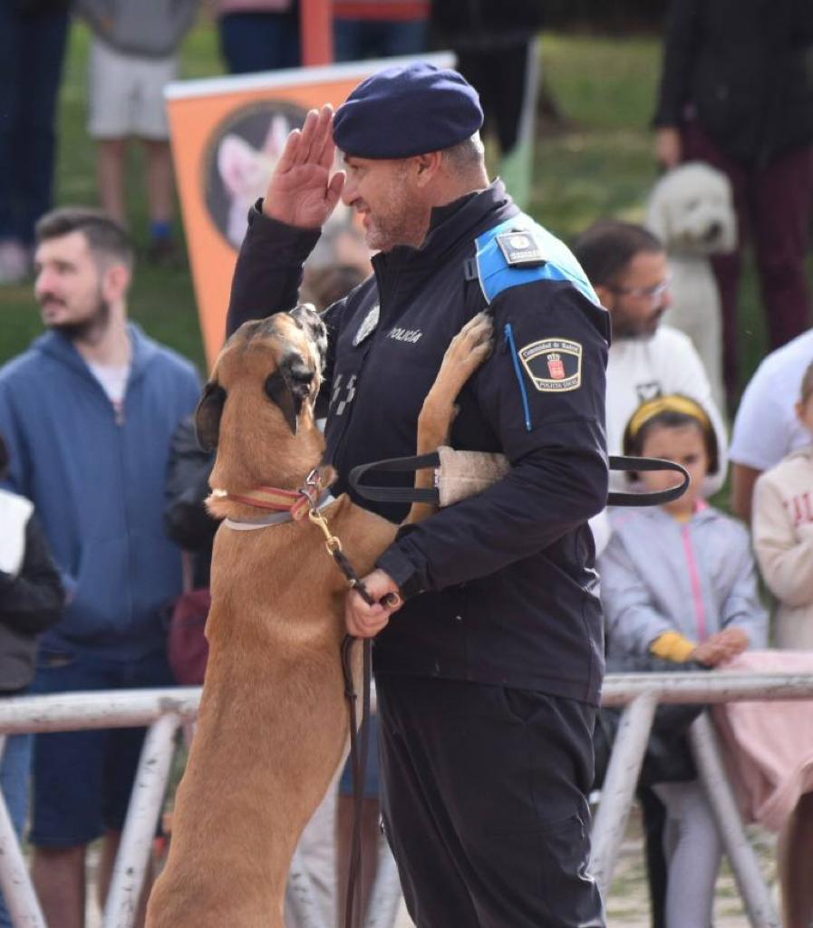 Alcobendas_Poli's tweet photo. Nuestra Unidad Canina participó en la Jornada de bien estar animal de #Alcobendas.Con una bonita exhibición y con los talleres de educación y obediencia, nuestros compañeros mostraron su trabajo a todos los vecinos fomentando, sobre todo,el respeto a los ánimales.
#SomosParteDeTi https://t.co/g4gNQYuAib